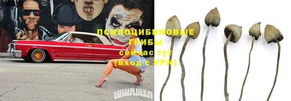 прущие грибы Кодинск